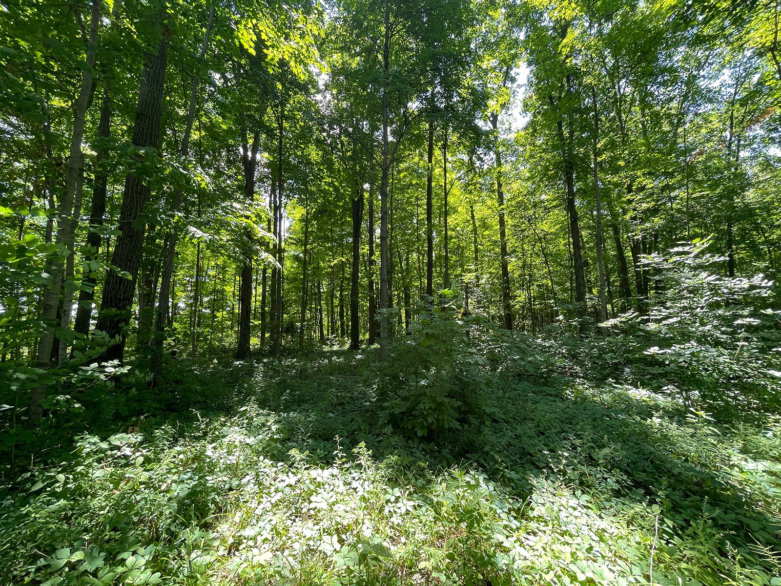 Property photo 65 - LIVE ONSITE REAL ESTATE AUCTION - 11.8+/- ACRES - NOBLE COUNTY, IN