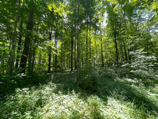 Property photo 65 - LIVE ONSITE REAL ESTATE AUCTION - 11.8+/- ACRES - NOBLE COUNTY, IN