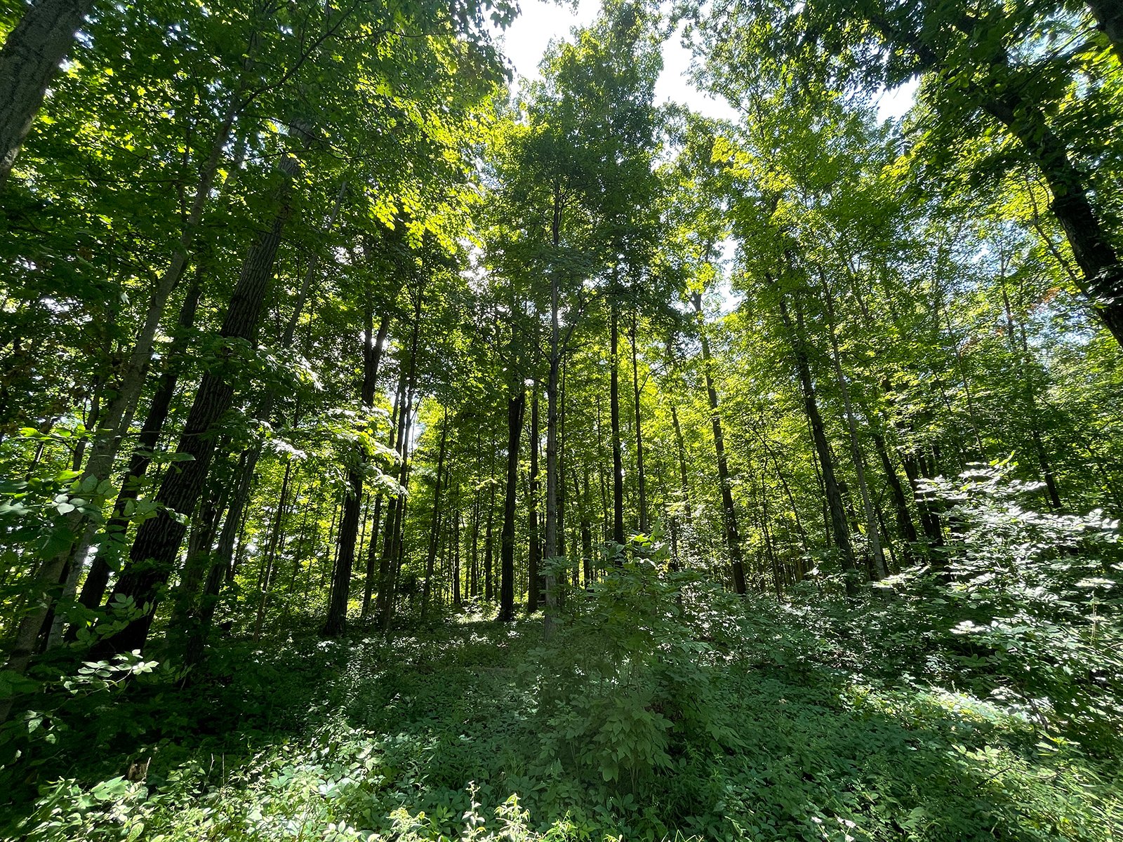 Property photo 66 - LIVE ONSITE REAL ESTATE AUCTION - 11.8+/- ACRES - NOBLE COUNTY, IN