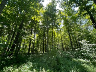 Property photo 66 - LIVE ONSITE REAL ESTATE AUCTION - 11.8+/- ACRES - NOBLE COUNTY, IN