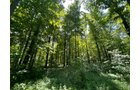 Property photo 66 - LIVE ONSITE REAL ESTATE AUCTION - 11.8+/- ACRES - NOBLE COUNTY, IN