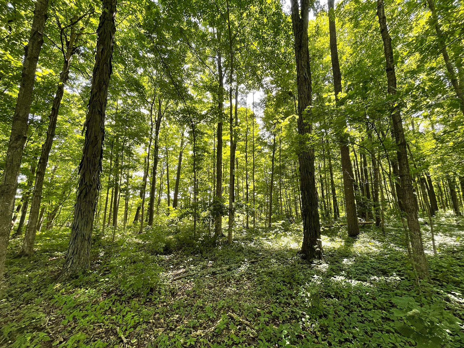 Property photo 109 - LIVE ONSITE REAL ESTATE AUCTION - 11.8+/- ACRES - NOBLE COUNTY, IN