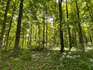 Property photo 109 - LIVE ONSITE REAL ESTATE AUCTION - 11.8+/- ACRES - NOBLE COUNTY, IN
