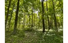 Property photo 109 - LIVE ONSITE REAL ESTATE AUCTION - 11.8+/- ACRES - NOBLE COUNTY, IN