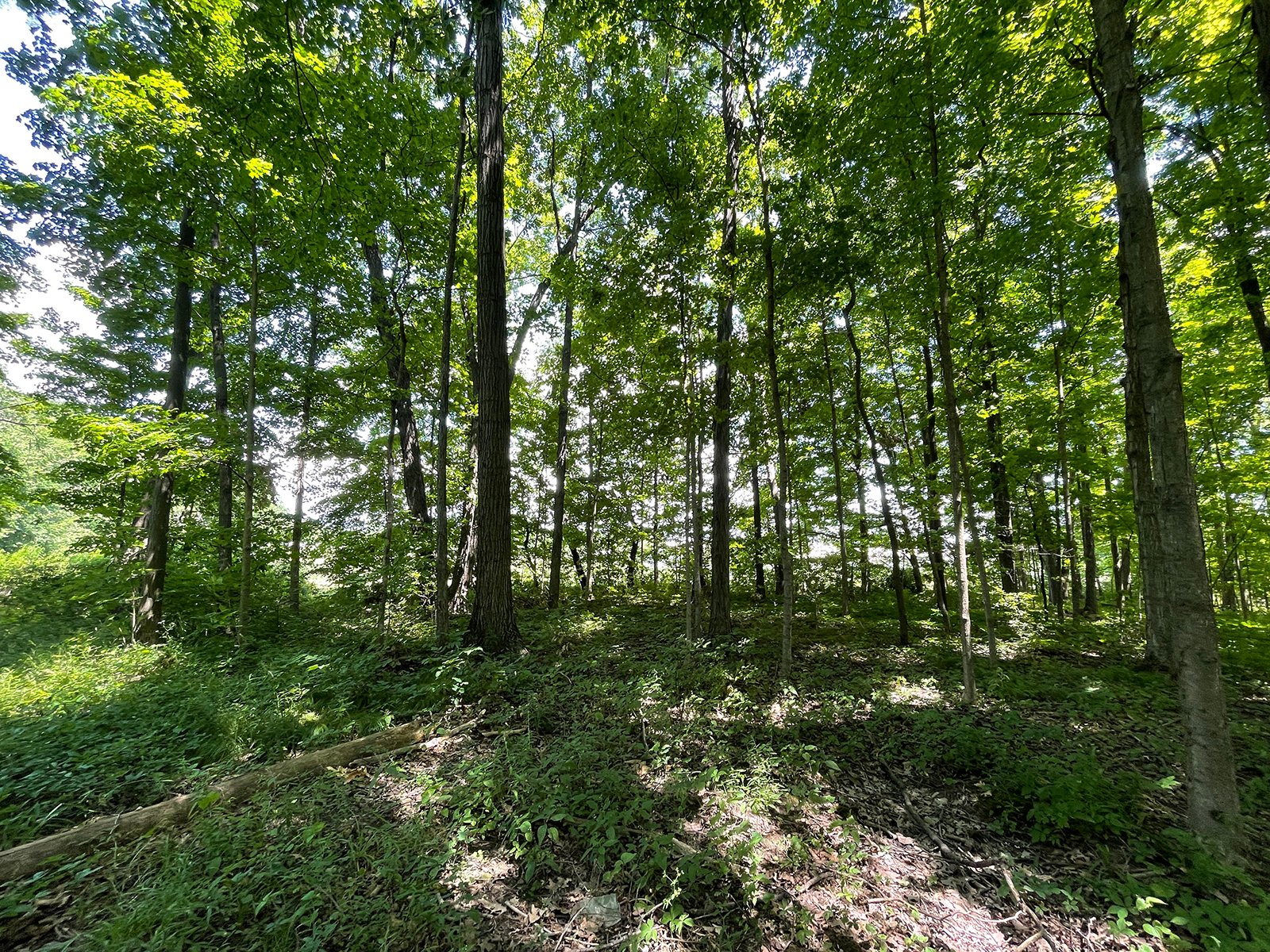 Property photo 110 - LIVE ONSITE REAL ESTATE AUCTION - 11.8+/- ACRES - NOBLE COUNTY, IN