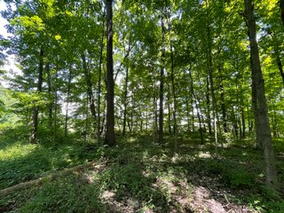Property photo 110 - LIVE ONSITE REAL ESTATE AUCTION - 11.8+/- ACRES - NOBLE COUNTY, IN