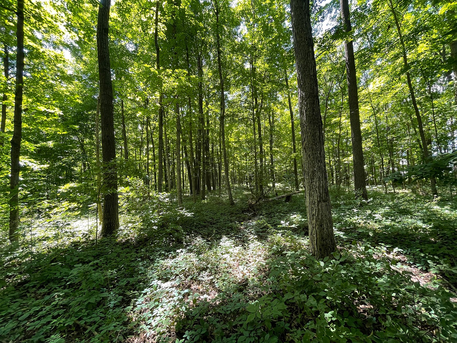 Property photo 111 - LIVE ONSITE REAL ESTATE AUCTION - 11.8+/- ACRES - NOBLE COUNTY, IN