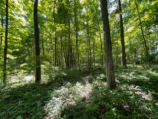 Property photo 111 - LIVE ONSITE REAL ESTATE AUCTION - 11.8+/- ACRES - NOBLE COUNTY, IN