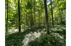 Property photo 111 - LIVE ONSITE REAL ESTATE AUCTION - 11.8+/- ACRES - NOBLE COUNTY, IN