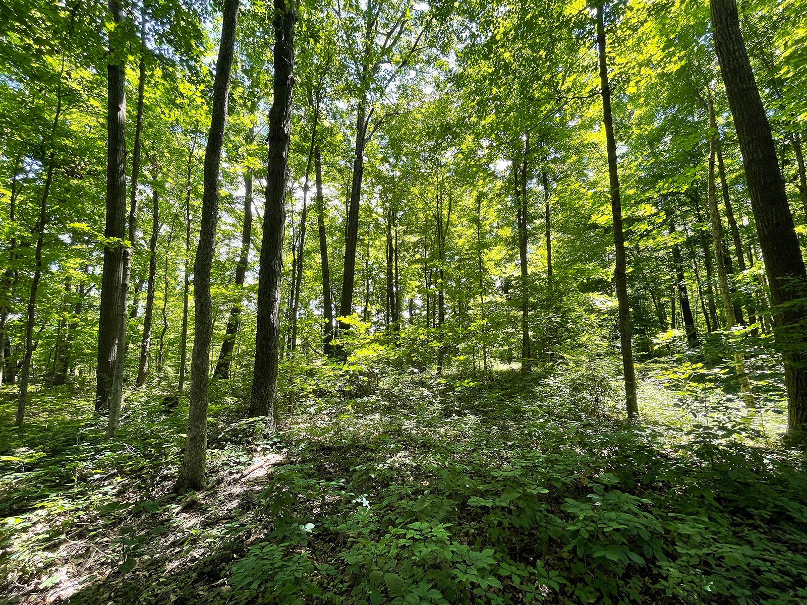 Property photo 112 - LIVE ONSITE REAL ESTATE AUCTION - 11.8+/- ACRES - NOBLE COUNTY, IN