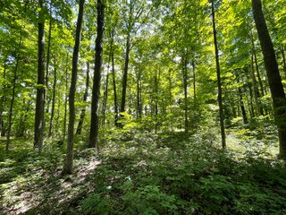 Property photo 112 - LIVE ONSITE REAL ESTATE AUCTION - 11.8+/- ACRES - NOBLE COUNTY, IN