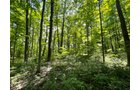Property photo 112 - LIVE ONSITE REAL ESTATE AUCTION - 11.8+/- ACRES - NOBLE COUNTY, IN