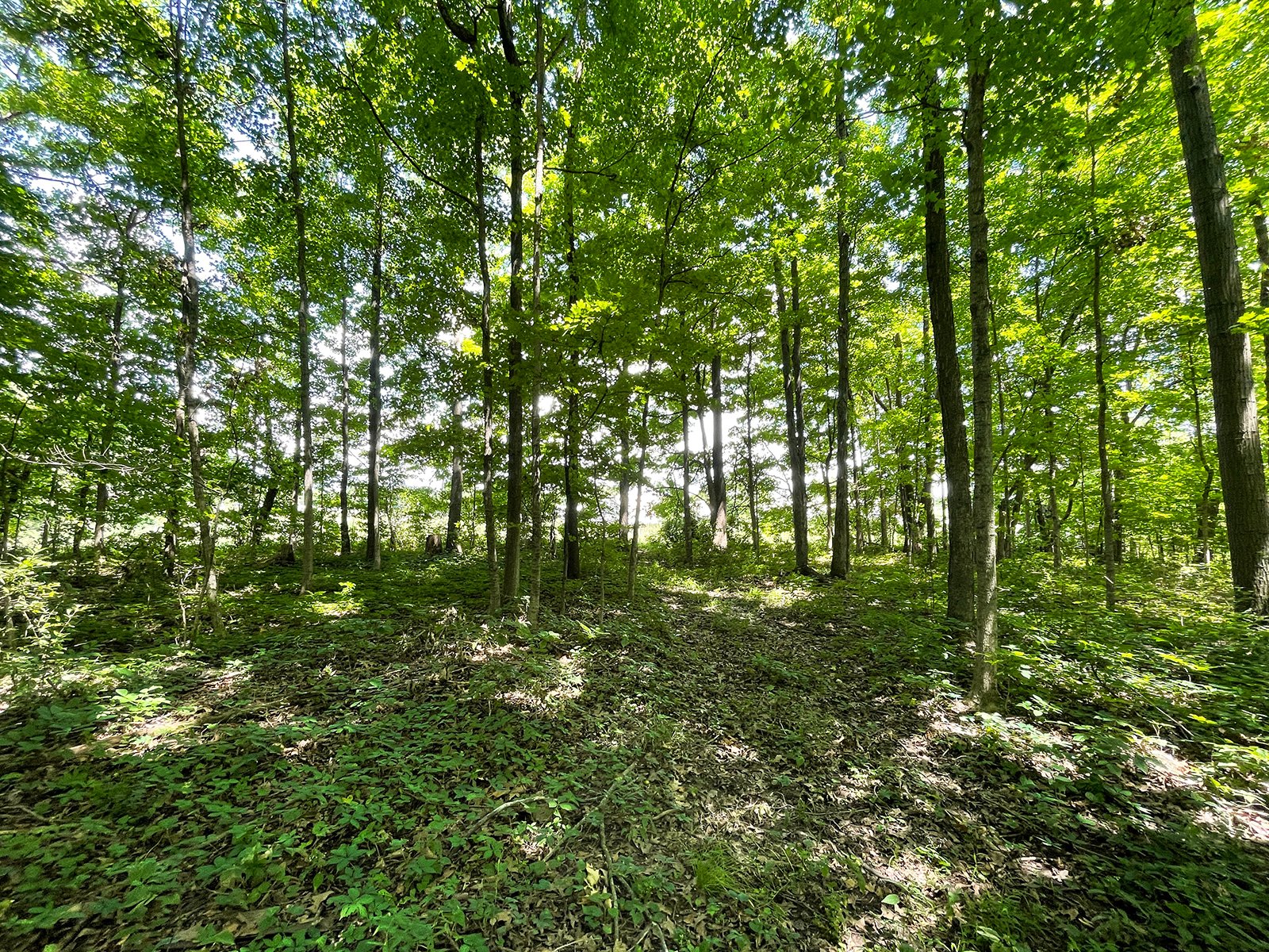Property photo 113 - LIVE ONSITE REAL ESTATE AUCTION - 11.8+/- ACRES - NOBLE COUNTY, IN