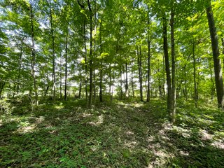 Property photo 113 - LIVE ONSITE REAL ESTATE AUCTION - 11.8+/- ACRES - NOBLE COUNTY, IN
