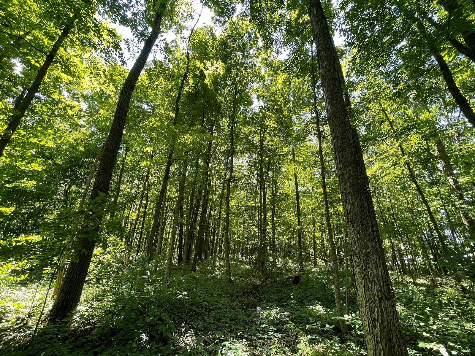 Property photo 114 - LIVE ONSITE REAL ESTATE AUCTION - 11.8+/- ACRES - NOBLE COUNTY, IN
