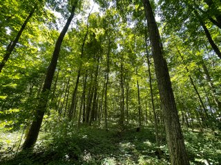 Property photo 114 - LIVE ONSITE REAL ESTATE AUCTION - 11.8+/- ACRES - NOBLE COUNTY, IN