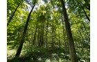 Property photo 114 - LIVE ONSITE REAL ESTATE AUCTION - 11.8+/- ACRES - NOBLE COUNTY, IN