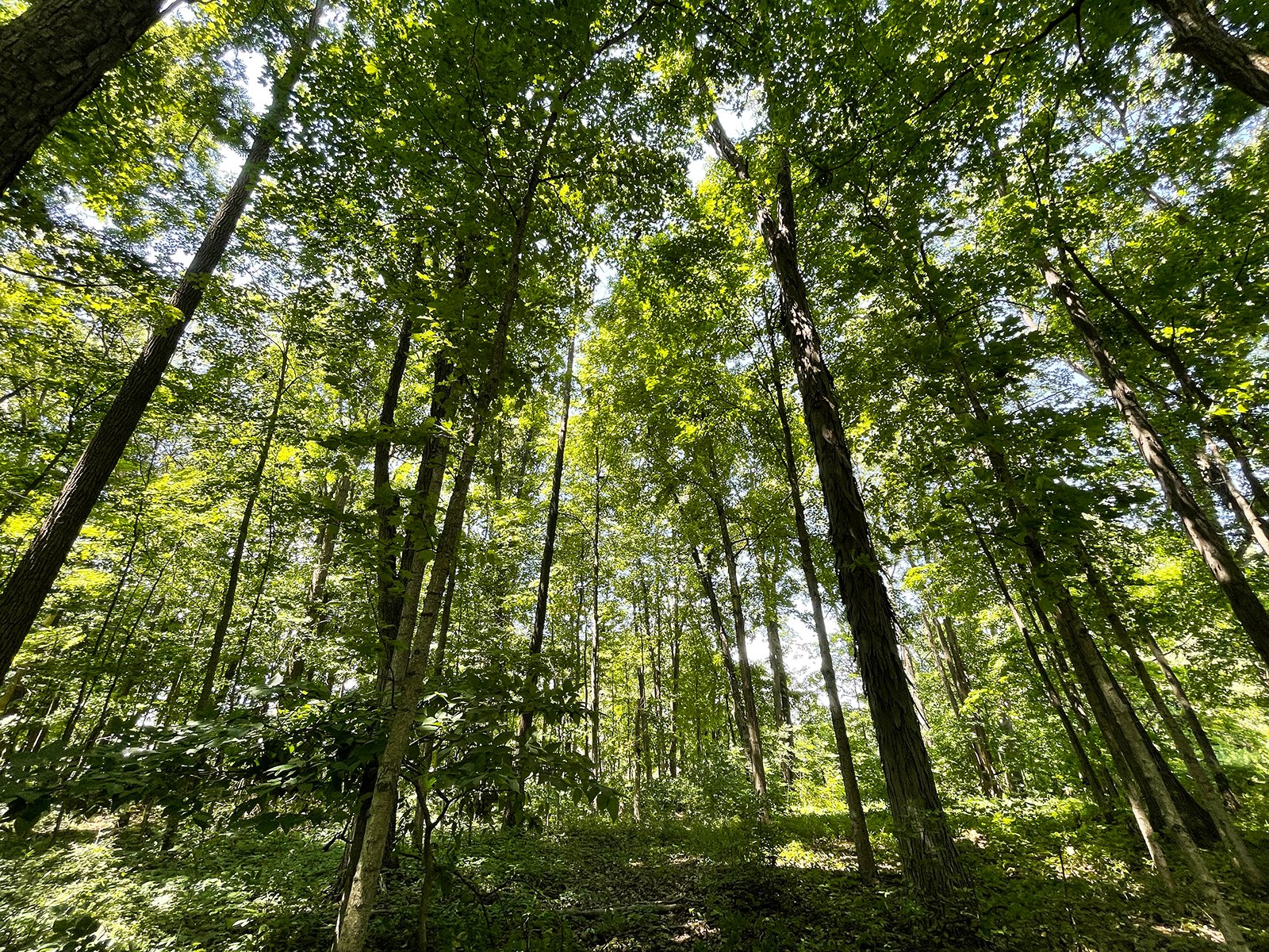 Property photo 115 - LIVE ONSITE REAL ESTATE AUCTION - 11.8+/- ACRES - NOBLE COUNTY, IN