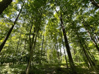 Property photo 115 - LIVE ONSITE REAL ESTATE AUCTION - 11.8+/- ACRES - NOBLE COUNTY, IN