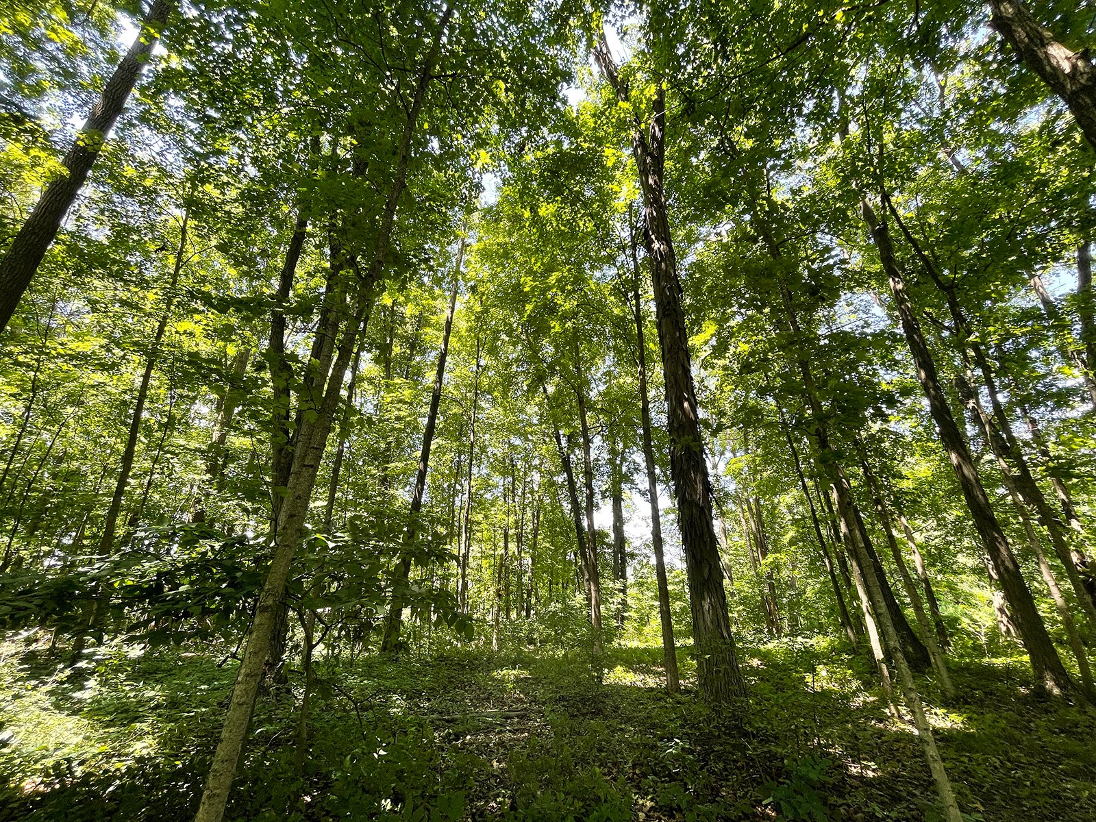Property photo 68 - LIVE ONSITE REAL ESTATE AUCTION - 11.8+/- ACRES - NOBLE COUNTY, IN