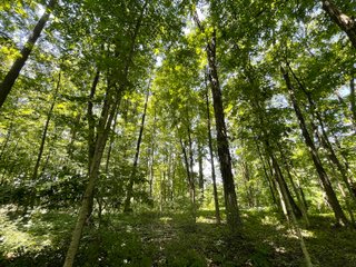 Property photo 68 - LIVE ONSITE REAL ESTATE AUCTION - 11.8+/- ACRES - NOBLE COUNTY, IN