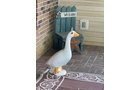Property photo 75 - ONLINE ONLY - PERSONAL PROPERTY AUCTION - NOBLE COUNTY, IN