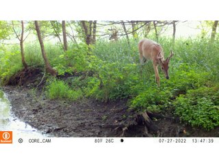 Property photo 32 - LAND AUCTION - 253+/- ACRES OFFERED IN 10 TRACTS IN NOBLE COUNTY, INDIANA