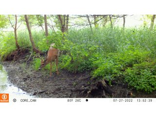 Property photo 31 - LAND AUCTION - 253+/- ACRES OFFERED IN 10 TRACTS IN NOBLE COUNTY, INDIANA