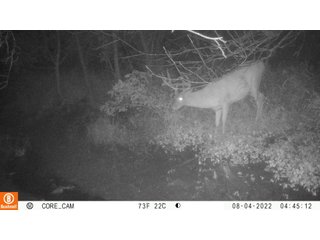Property photo 29 - LAND AUCTION - 253+/- ACRES OFFERED IN 10 TRACTS IN NOBLE COUNTY, INDIANA