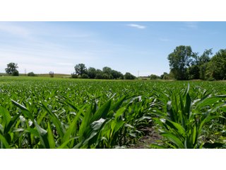 Tract 2-3 - LAND AUCTION - 253+/- ACRES OFFERED IN 10 TRACTS IN NOBLE COUNTY, INDIANA