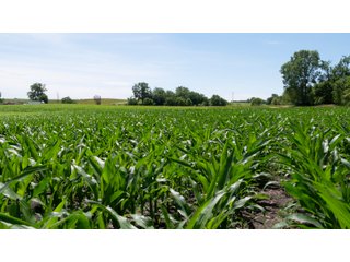 Tract 2-4 - LAND AUCTION - 253+/- ACRES OFFERED IN 10 TRACTS IN NOBLE COUNTY, INDIANA