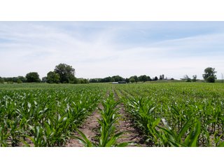 Tract 2-6 - LAND AUCTION - 253+/- ACRES OFFERED IN 10 TRACTS IN NOBLE COUNTY, INDIANA