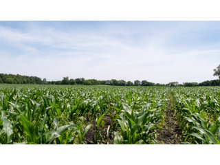 Tract 3-2 - LAND AUCTION - 253+/- ACRES OFFERED IN 10 TRACTS IN NOBLE COUNTY, INDIANA
