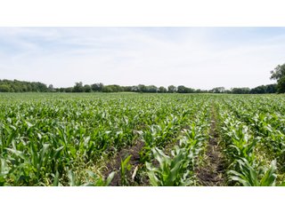 Tract 3 - LAND AUCTION - 253+/- ACRES OFFERED IN 10 TRACTS IN NOBLE COUNTY, INDIANA