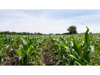 Tract 32 - LAND AUCTION - 253+/- ACRES OFFERED IN 10 TRACTS IN NOBLE COUNTY, INDIANA