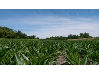 Tract 4-2 - LAND AUCTION - 253+/- ACRES OFFERED IN 10 TRACTS IN NOBLE COUNTY, INDIANA