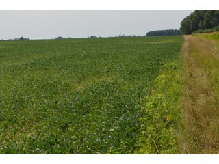 Property photo 28 - LAND AUCTION - 151+/- ACRES OFFERED IN 3 TRACTS - FULTON COUNTY, OHIO