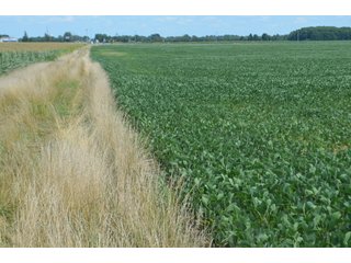 Property photo 29 - LAND AUCTION - 151+/- ACRES OFFERED IN 3 TRACTS - FULTON COUNTY, OHIO