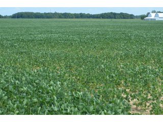 Property photo 21 - LAND AUCTION - 151+/- ACRES OFFERED IN 3 TRACTS - FULTON COUNTY, OHIO