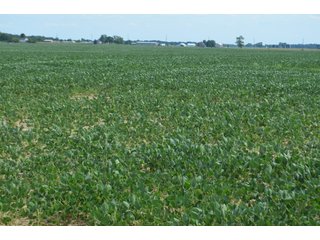 Property photo 31 - LAND AUCTION - 151+/- ACRES OFFERED IN 3 TRACTS - FULTON COUNTY, OHIO