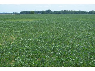 Property photo 32 - LAND AUCTION - 151+/- ACRES OFFERED IN 3 TRACTS - FULTON COUNTY, OHIO