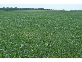 Property photo 33 - LAND AUCTION - 151+/- ACRES OFFERED IN 3 TRACTS - FULTON COUNTY, OHIO