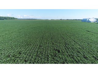 Property photo 5 - LAND AUCTION - 151+/- ACRES OFFERED IN 3 TRACTS - FULTON COUNTY, OHIO