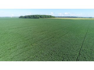 Property photo 6 - LAND AUCTION - 151+/- ACRES OFFERED IN 3 TRACTS - FULTON COUNTY, OHIO