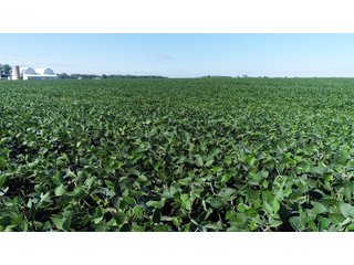 Property photo 12 - LAND AUCTION - 151+/- ACRES OFFERED IN 3 TRACTS - FULTON COUNTY, OHIO