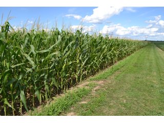 Property photo 15 - LAND AUCTION - 112+/- ACRES OFFERED IN 2 TRACTS IN WHITE COUNTY, INDIANA