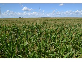 Property photo 9 - LAND AUCTION - 112+/- ACRES OFFERED IN 2 TRACTS IN WHITE COUNTY, INDIANA