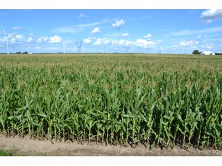 Property photo 13 - LAND AUCTION - 112+/- ACRES OFFERED IN 2 TRACTS IN WHITE COUNTY, INDIANA