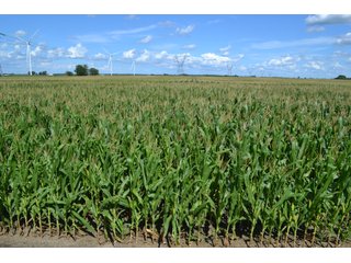 Property photo 14 - LAND AUCTION - 112+/- ACRES OFFERED IN 2 TRACTS IN WHITE COUNTY, INDIANA