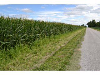 Property photo 7 - LAND AUCTION - 80+/- ACRES OFFERED IN 2 TRACTS IN NEWTON COUNTY, INDIANA